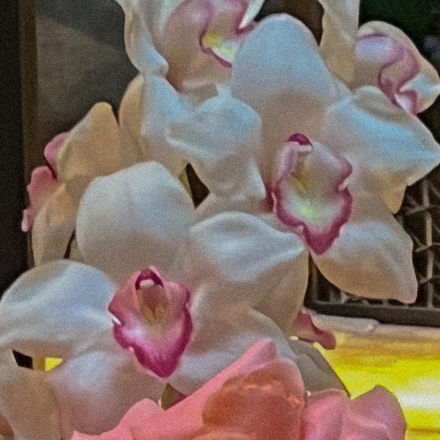 Celestial Coral