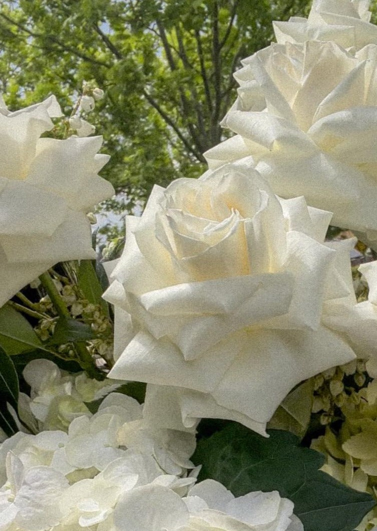 Cosmic Whites