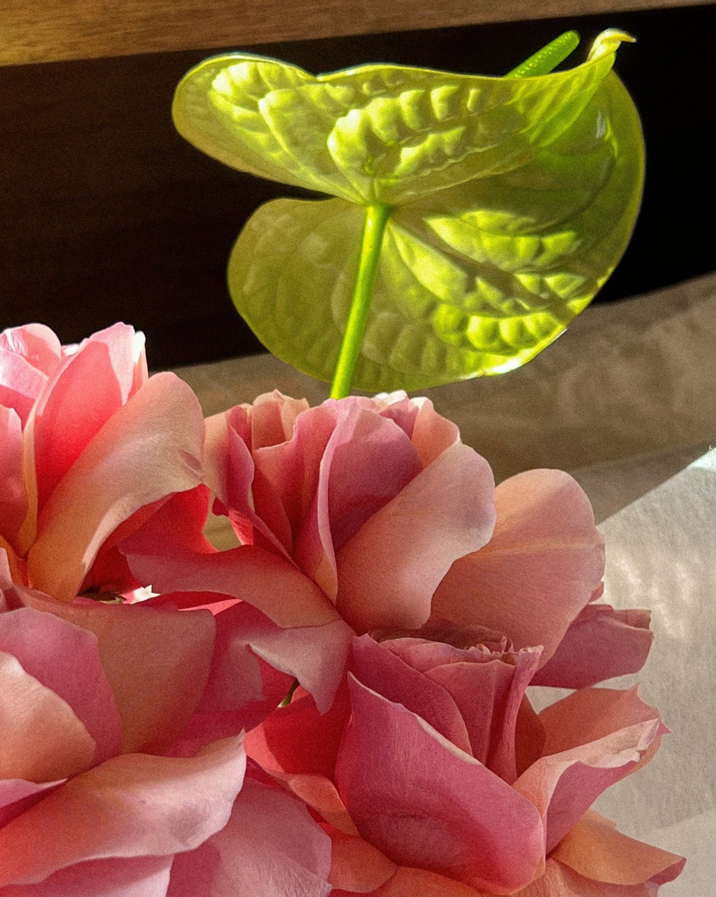 Watermelon Blooms